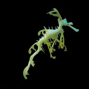 Rồng biển trang trí bể cá leafy sea dragon glowing