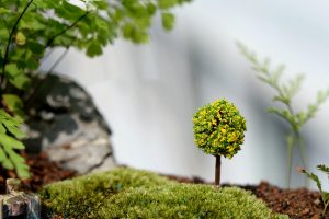 Cây bonsai tròn mini phụ kiện trang trí tiểu cảnh terrarium