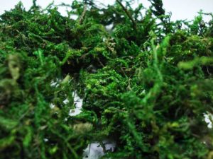 10g Rêu tiểu cảnh bonsai phụ kiện trang trí Terrarium