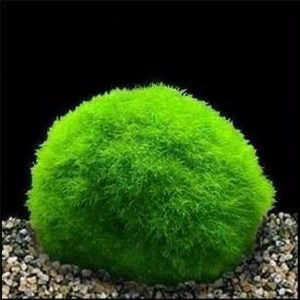 ĐÁ PHỦ RÊU XANH Tự nhiên TRANG TRÍ BỂ CÁ STONE MOSS AQUARIUM ĐỘC ĐÁO