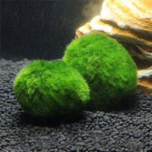 ĐÁ PHỦ RÊU XANH Tự nhiên TRANG TRÍ BỂ CÁ STONE MOSS AQUARIUM ĐỘC ĐÁO