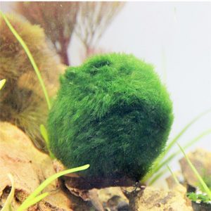 ĐÁ PHỦ RÊU XANH Tự nhiên TRANG TRÍ BỂ CÁ STONE MOSS AQUARIUM ĐỘC ĐÁO