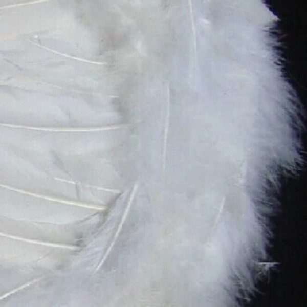 Đôi cánh thiên thần lông vũ tự nhiên hóa trang Halloween