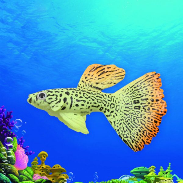 Cá bảy màu trang trí bể cá hiệu ứng ánh sáng UV tuyệt đẹp