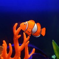 Cá Nemo trang trí bể cá hiệu ứng phát sáng